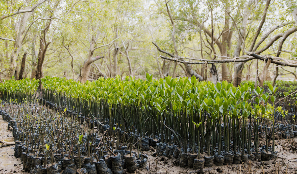 Mangrove restoration in Kenya
