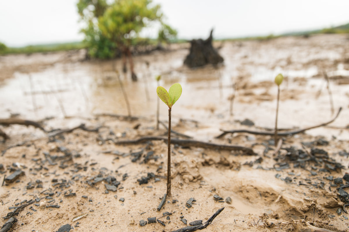Tree planting and restoration work